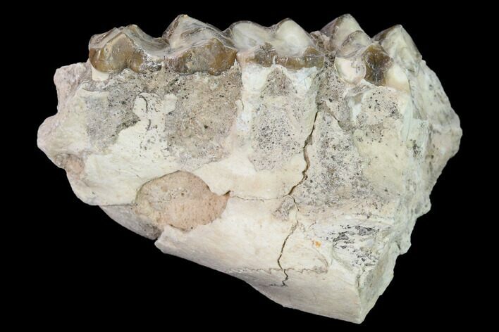 Oreodont (Merycoidodon) Maxilla Section - South Dakota #157419